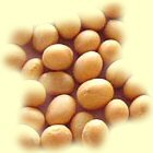 Some soybeans [soybeans.jpg, 5kB]